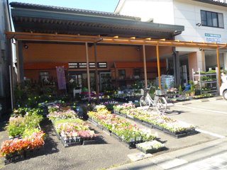 キントラ種苗の写真